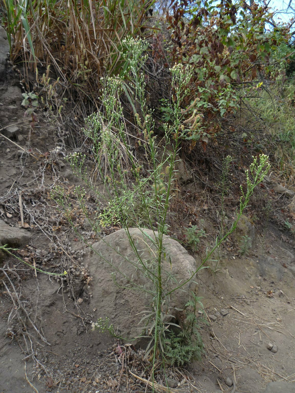High Resolution Erigeron canadensis Plant